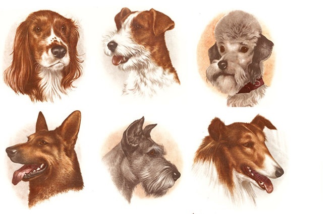 Dog Heads - 50 mm- Set of 6 - Click Image to Close